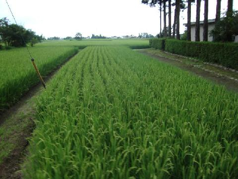 整えられた田の緑