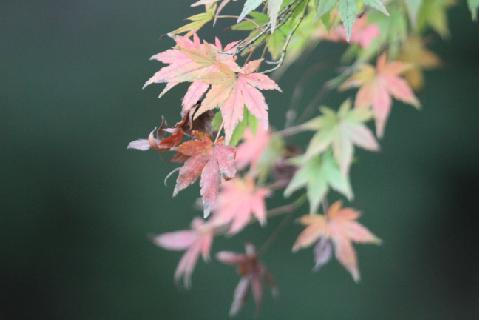 やわらかな紅葉の近景