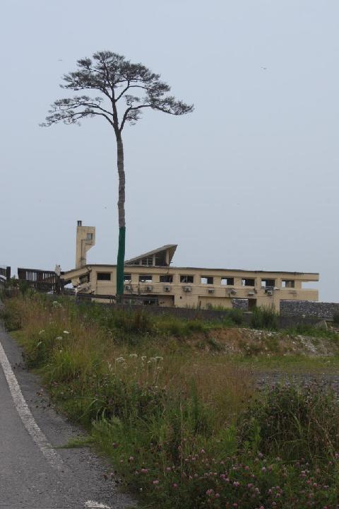 瓦礫の上に残る一本松