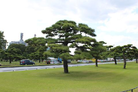 整えられた松と芝地