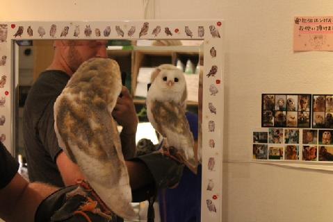 フクロウとの不思議な室内風景