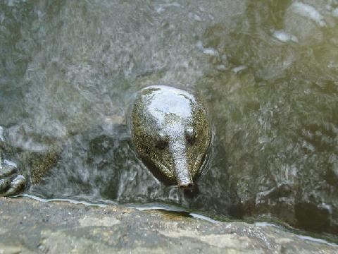水を流す石の吐水口