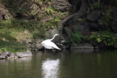 水辺から飛び立つ白い鳥