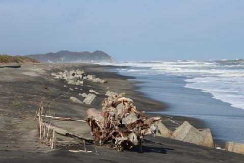 流木のある荒れた海岸