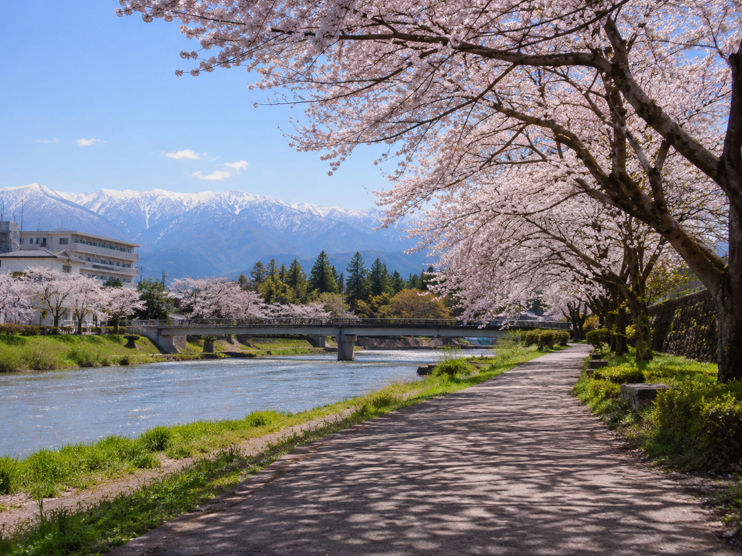 春の富山の川辺と桜